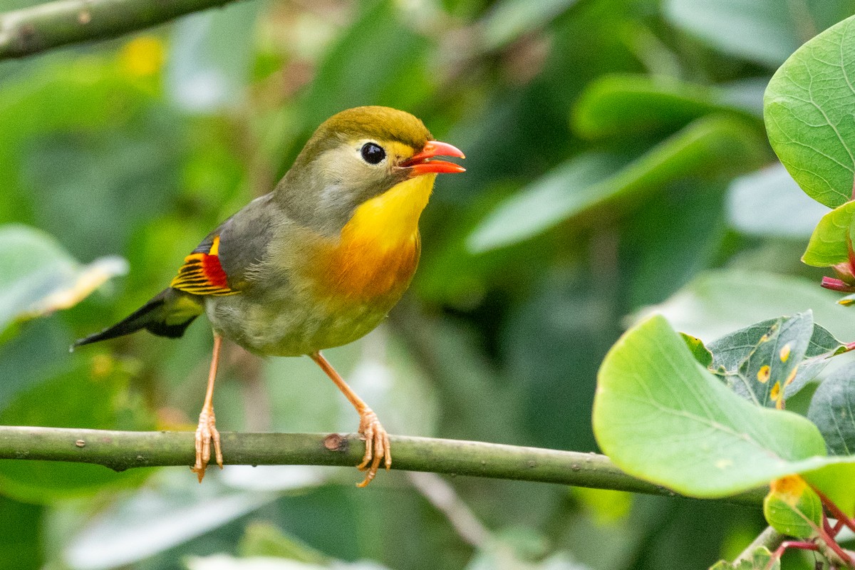 Red-billed Leiothrix - ML622104827