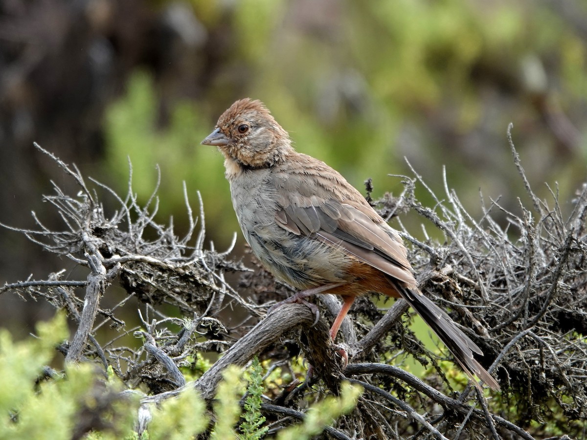 California Towhee - Norman Uyeda