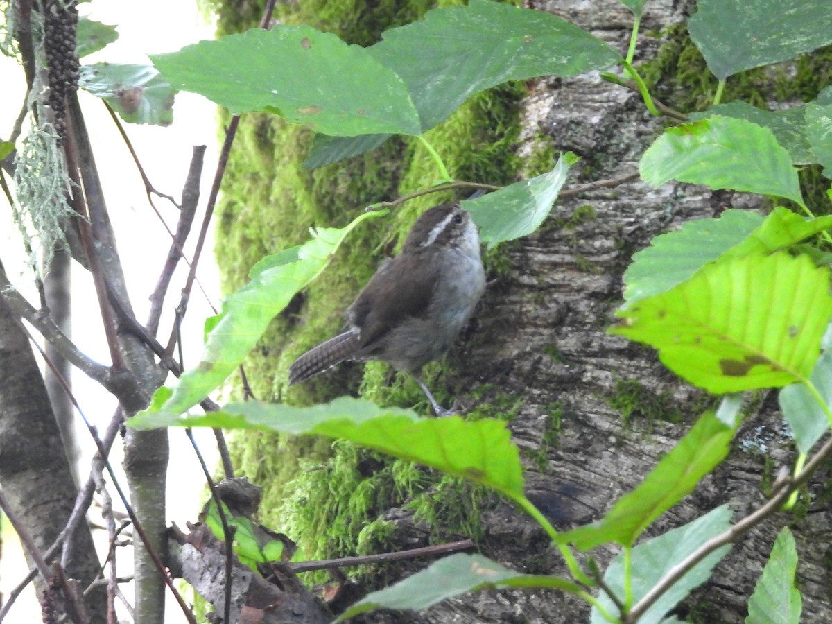 Bewick's Wren - ML622104830