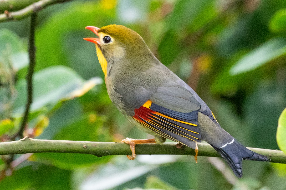 Red-billed Leiothrix - ML622104831