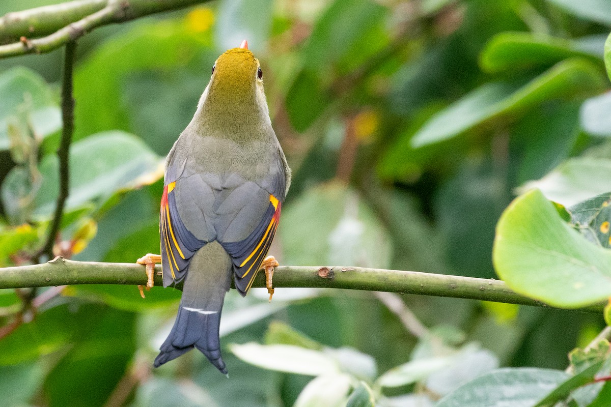 Red-billed Leiothrix - ML622104840