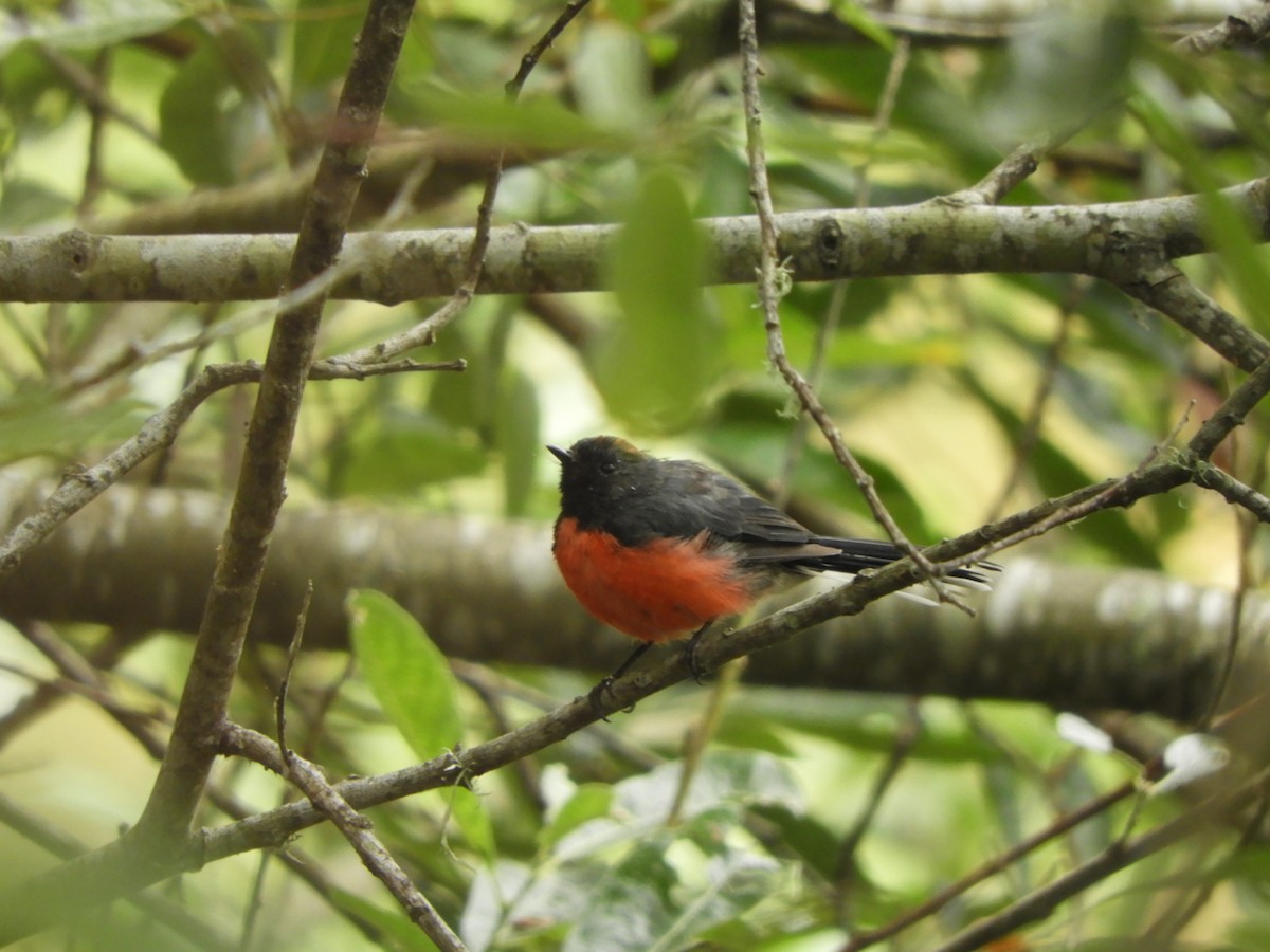 Slate-throated Redstart - ML622104841