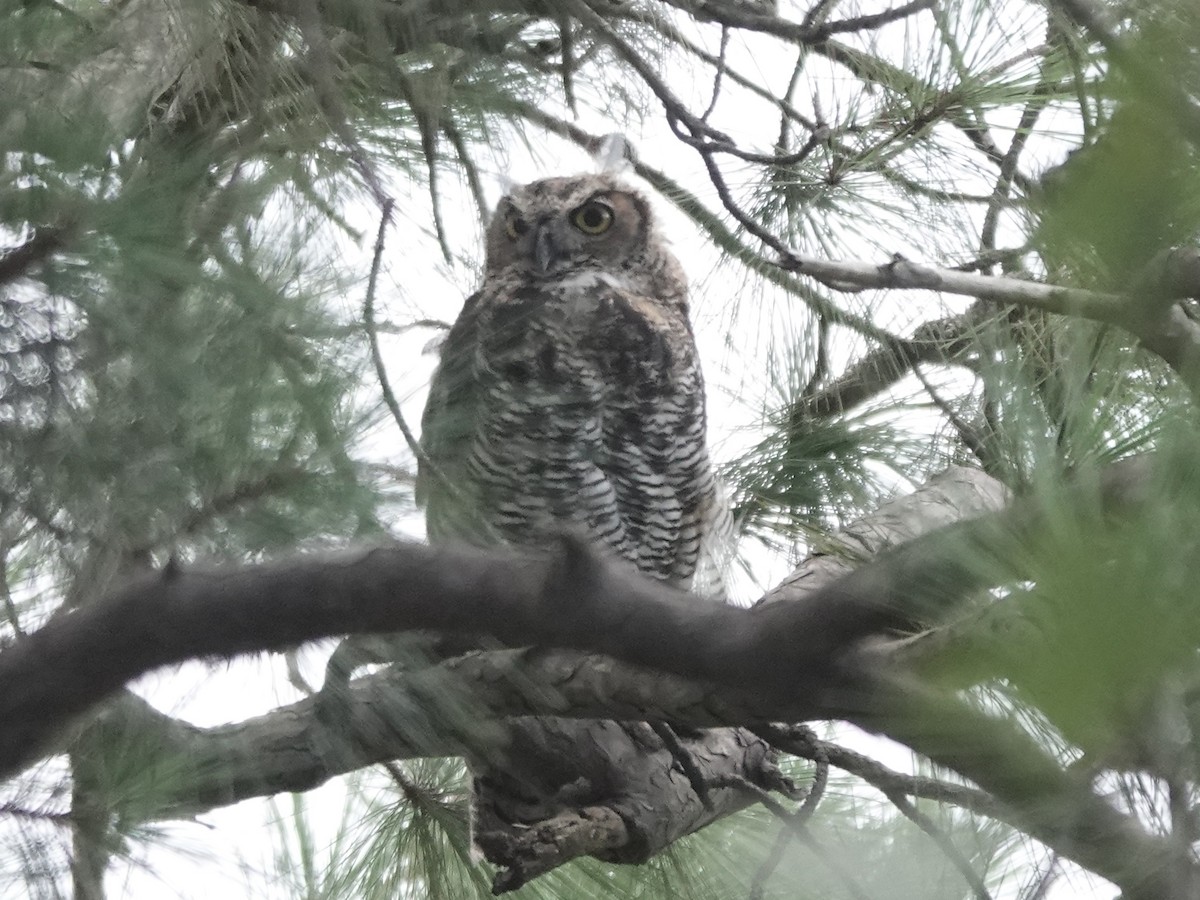 Great Horned Owl - ML622104846