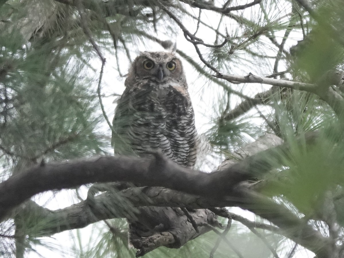 Great Horned Owl - Charlie Spencer