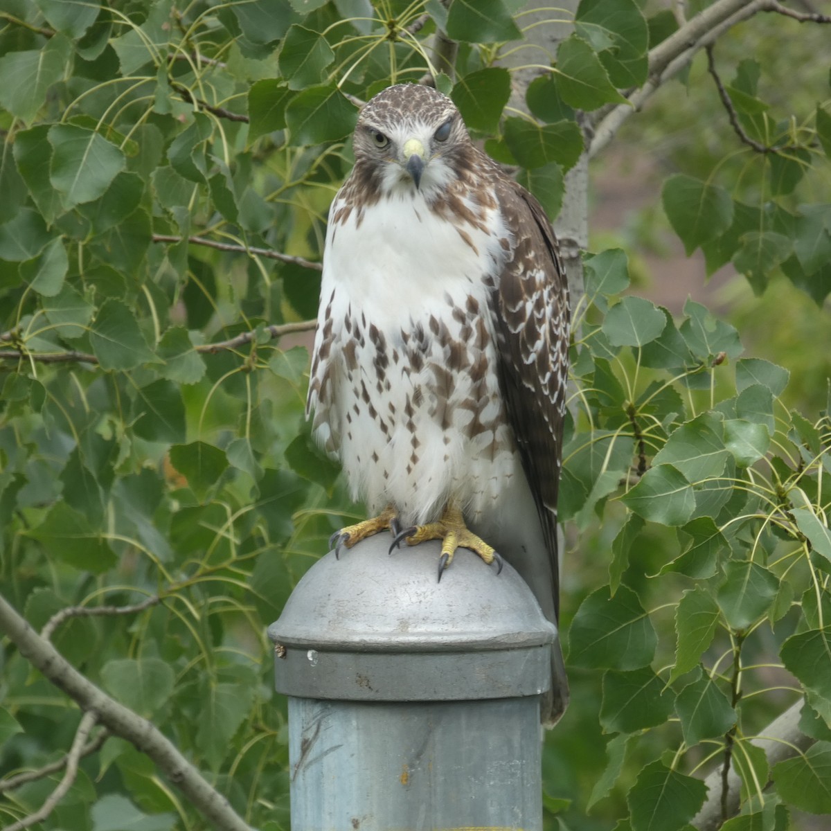 Red-tailed Hawk - Yvonne Pigott