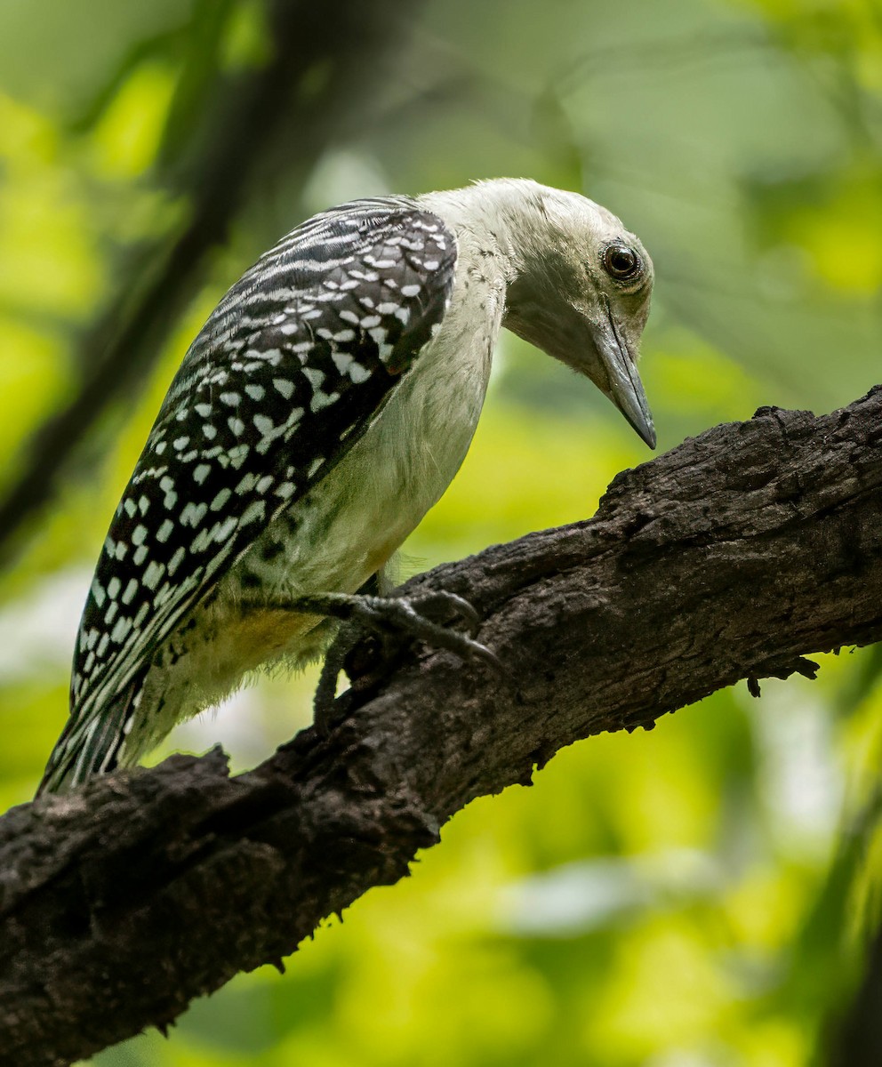 Red-bellied Woodpecker - ML622104876