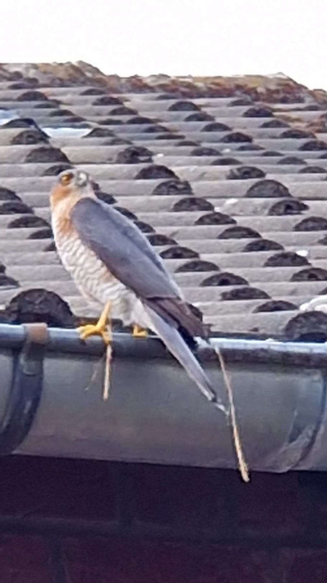 Eurasian Sparrowhawk - Anonymous