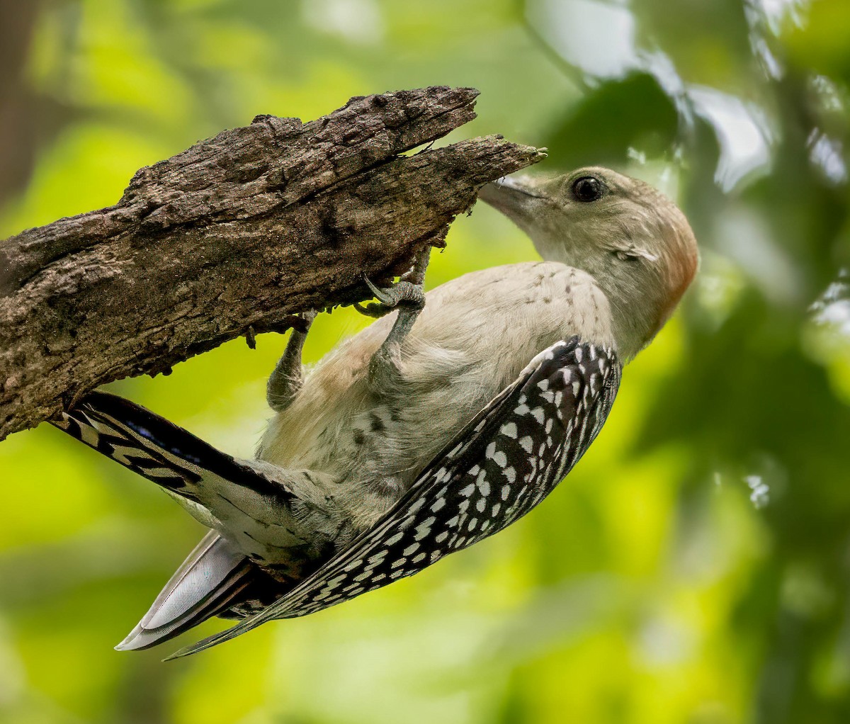 Red-bellied Woodpecker - ML622104885