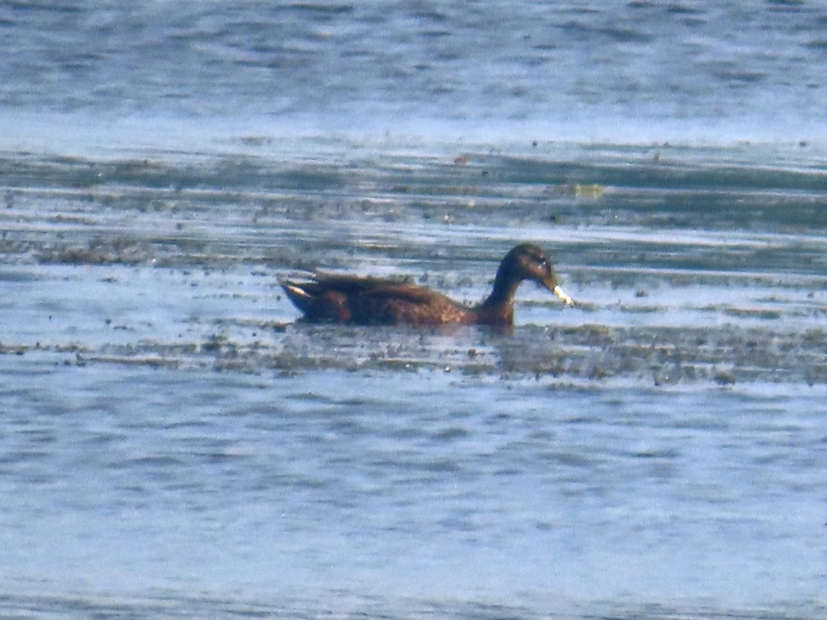 Mallard - Serge Benoit