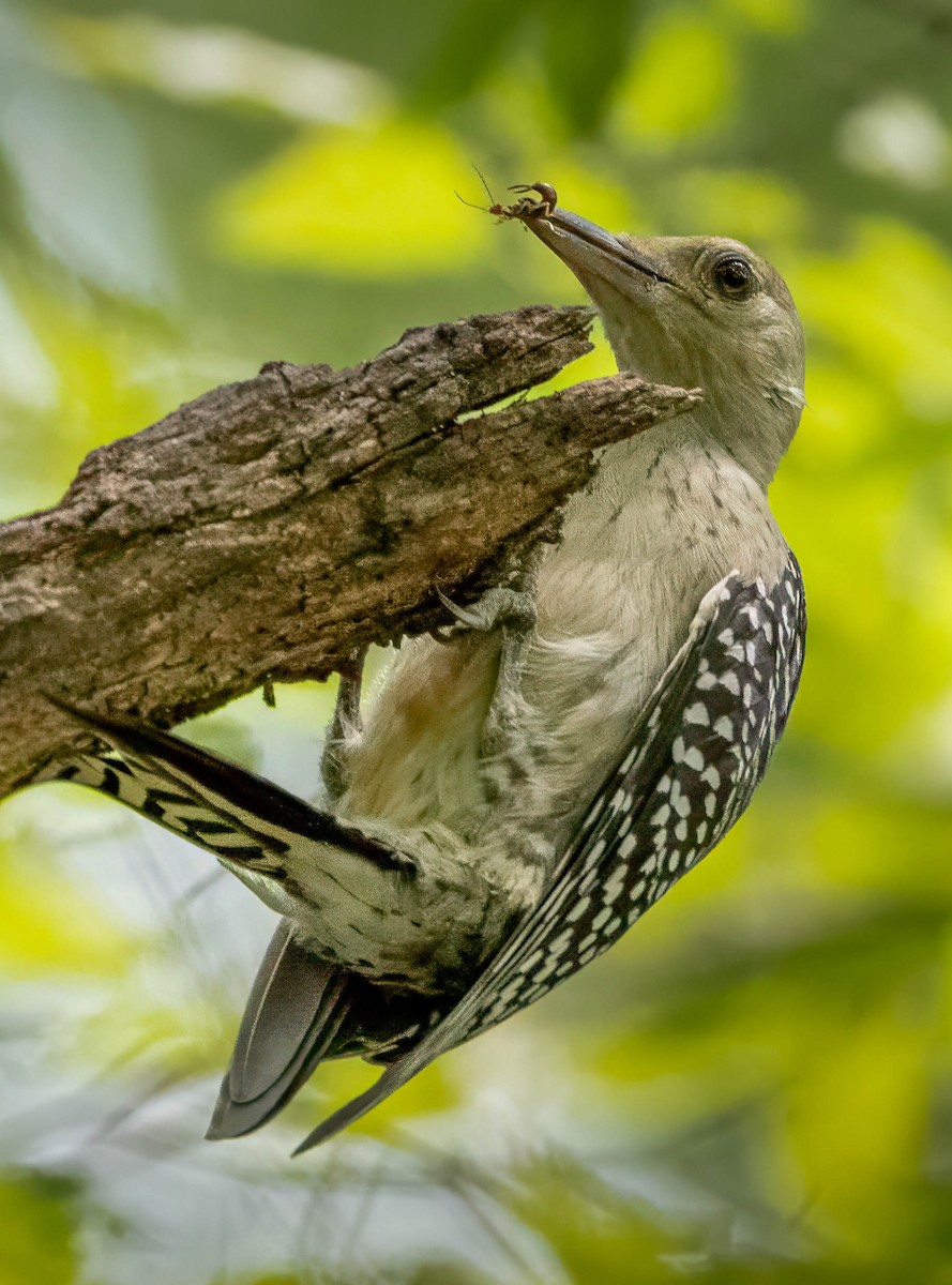 Red-bellied Woodpecker - ML622104891