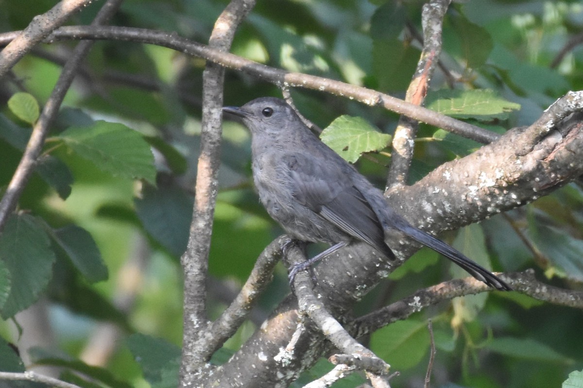 Gray Catbird - Garry Waldram