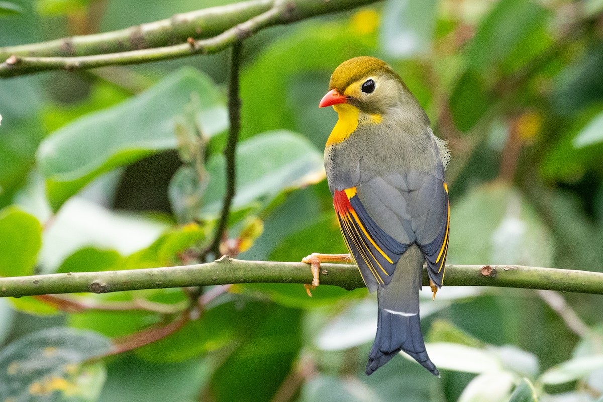 Red-billed Leiothrix - Sue Wright