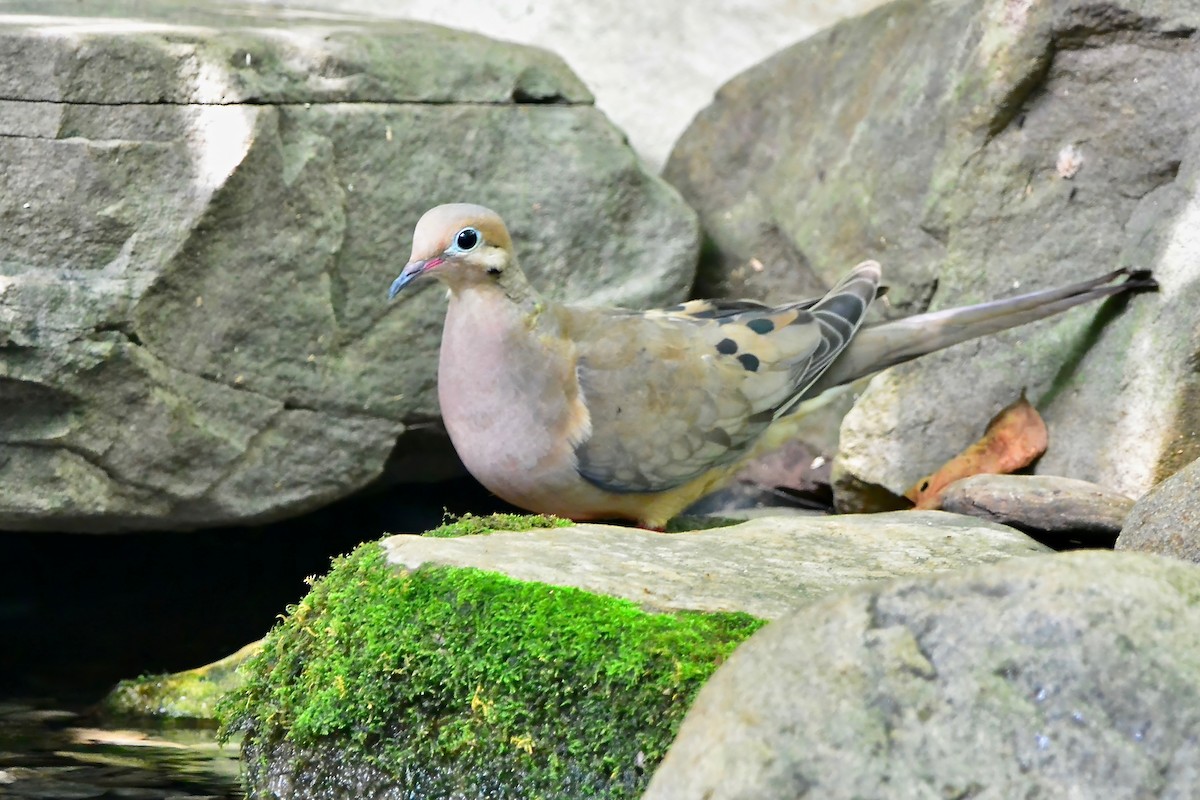 Mourning Dove - ML622104934