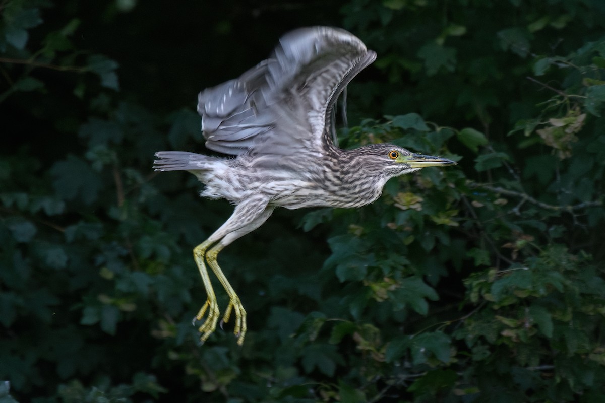 Black-crowned Night Heron - ML622104937