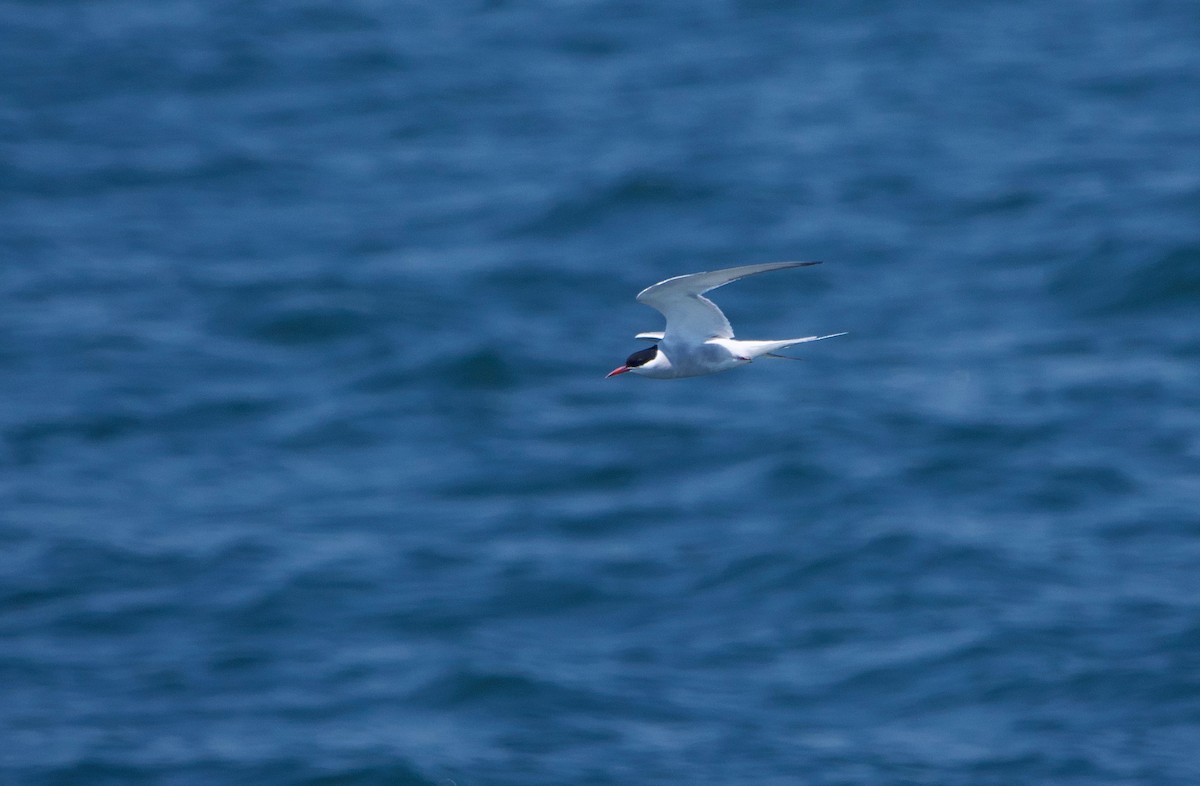 Arctic Tern - ML622104940