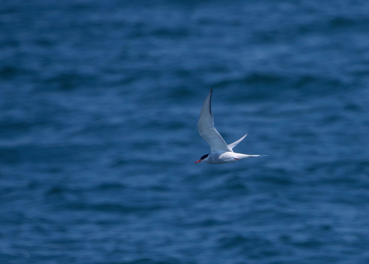 Arctic Tern - ML622104941