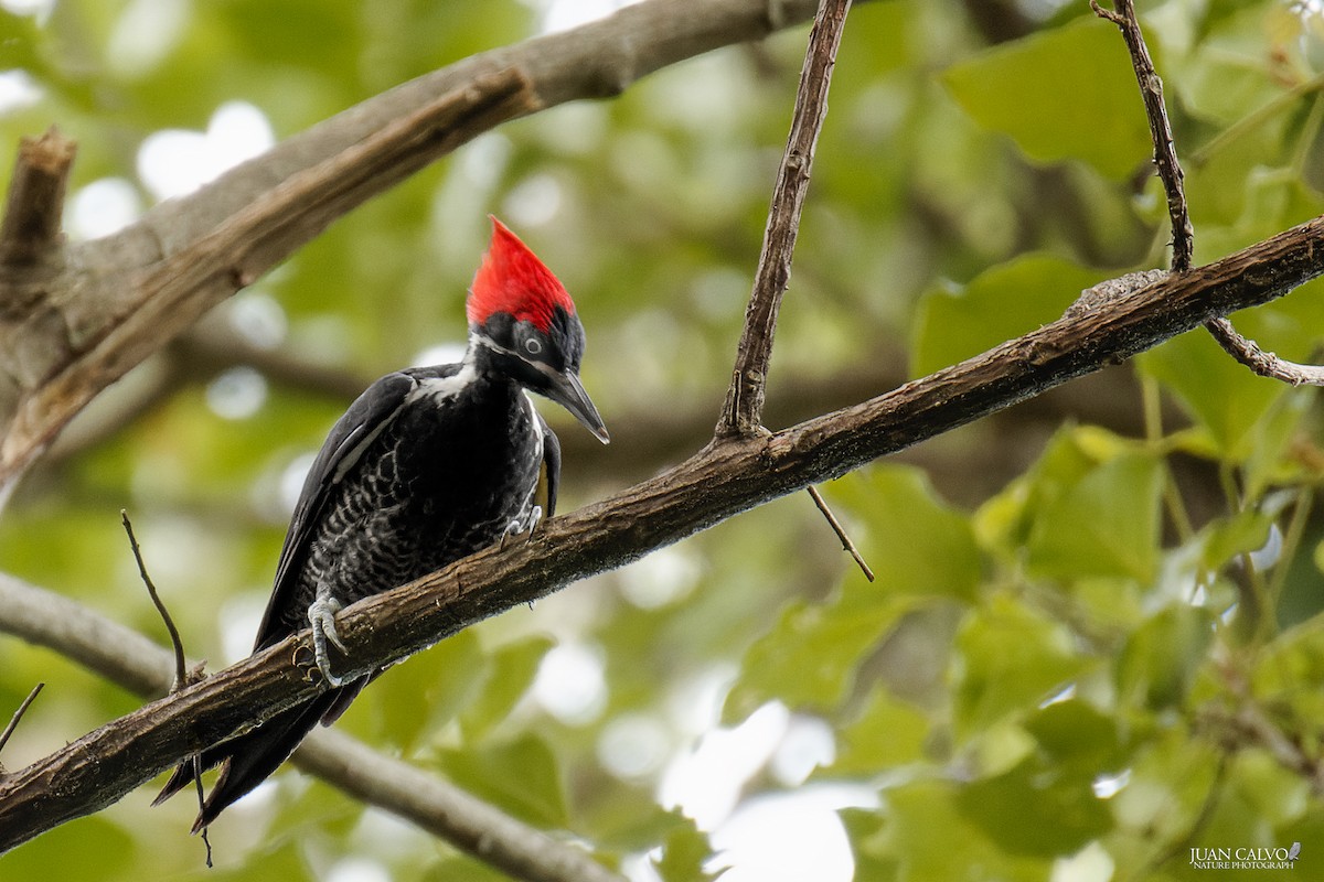 Lineated Woodpecker - ML622104942