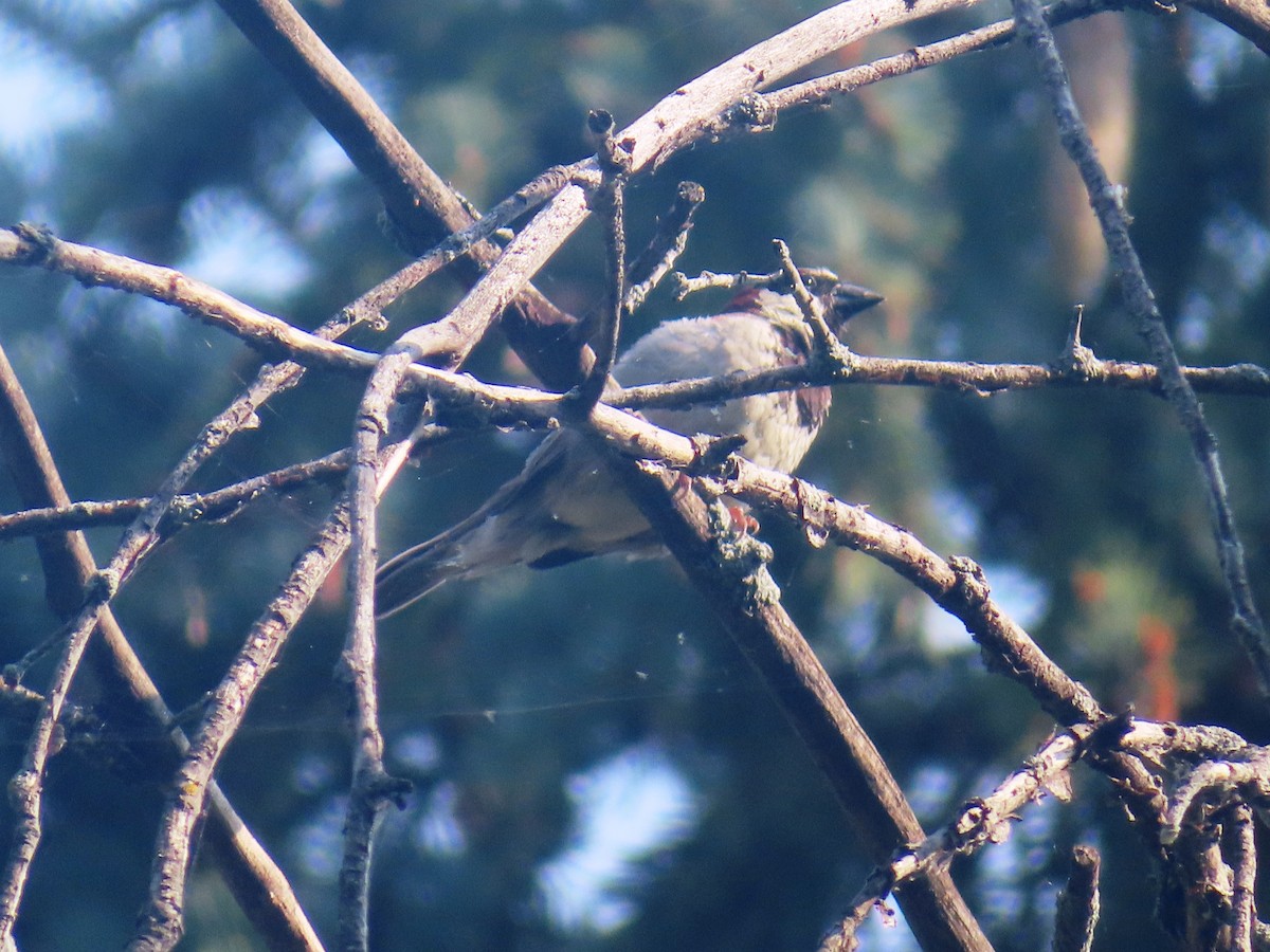 House Sparrow - ML622104979