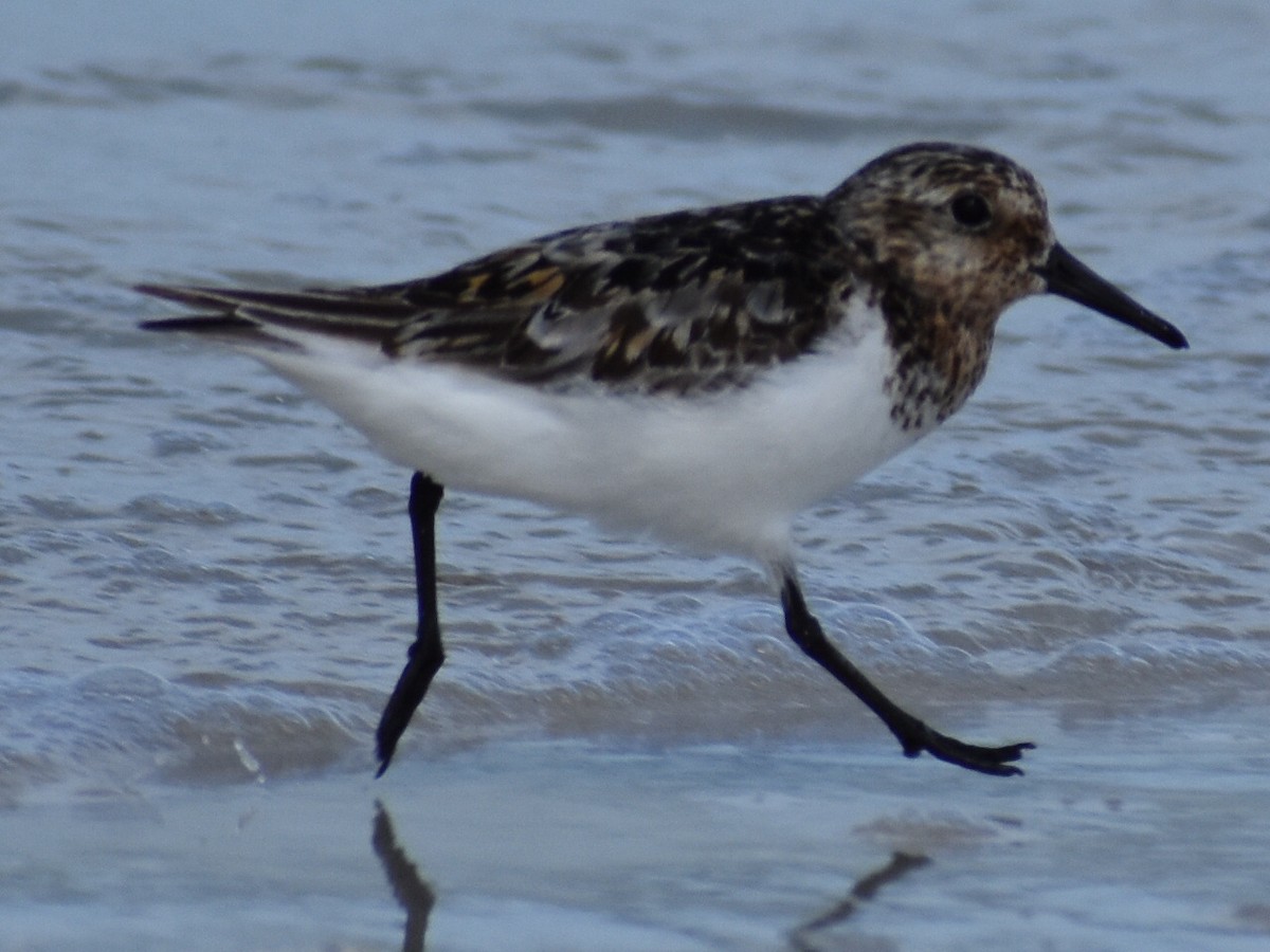 Sanderling - Tom Marvel