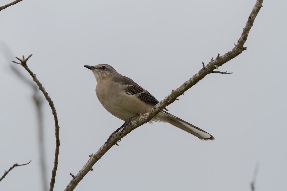 Northern Mockingbird - ML622105030