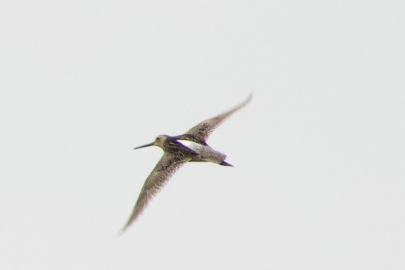 Short-billed Dowitcher - Jerry Horak