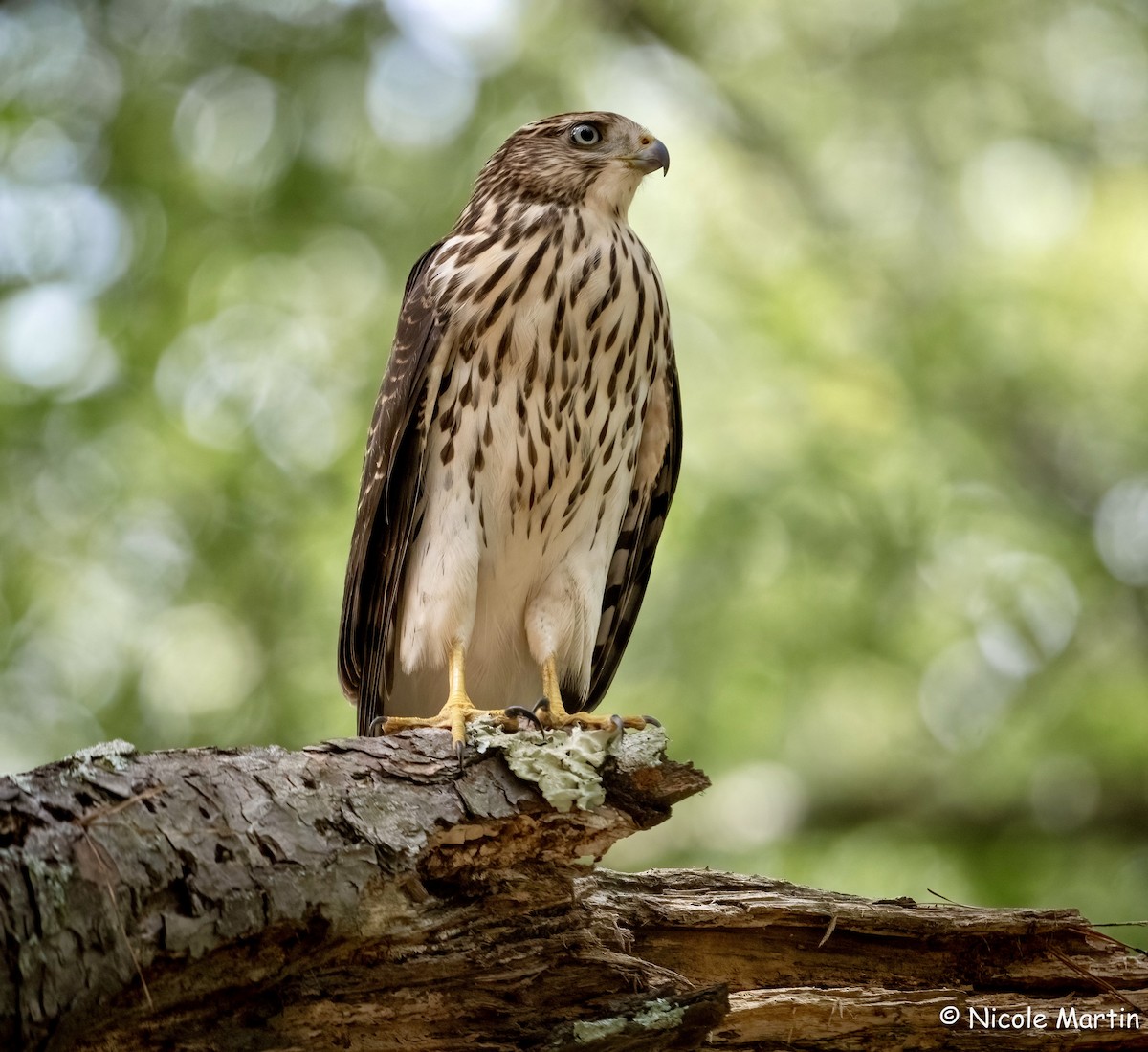 Cooper's Hawk - ML622105047