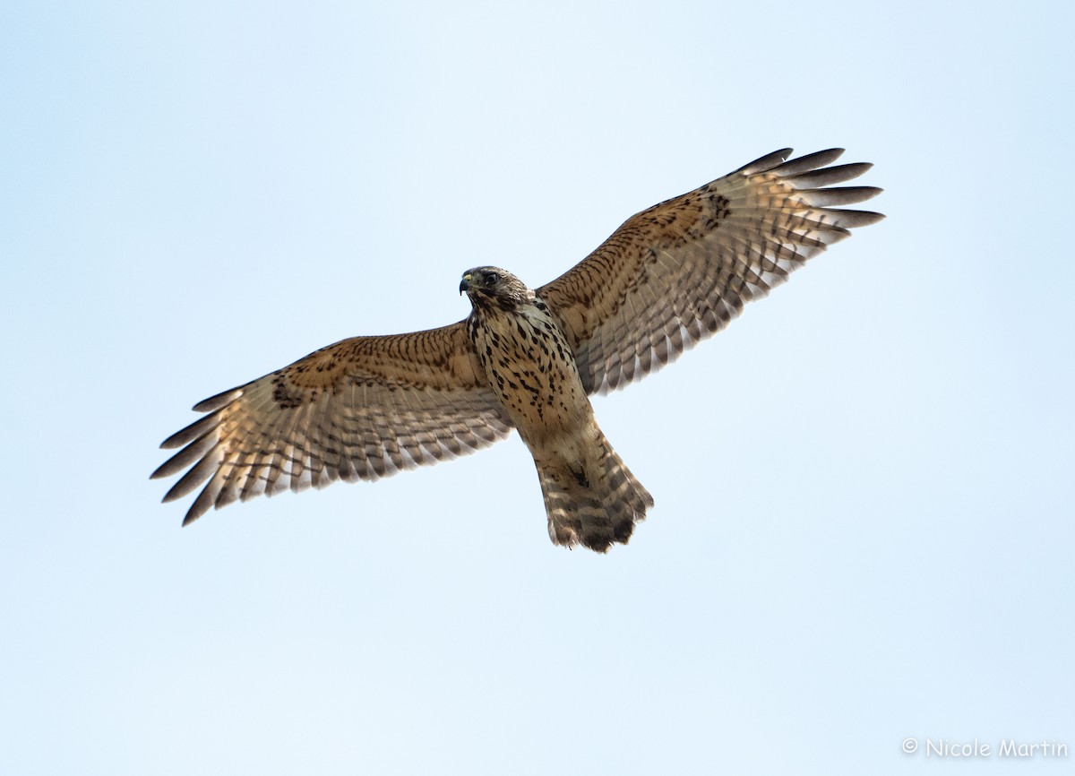 Red-shouldered Hawk - ML622105048