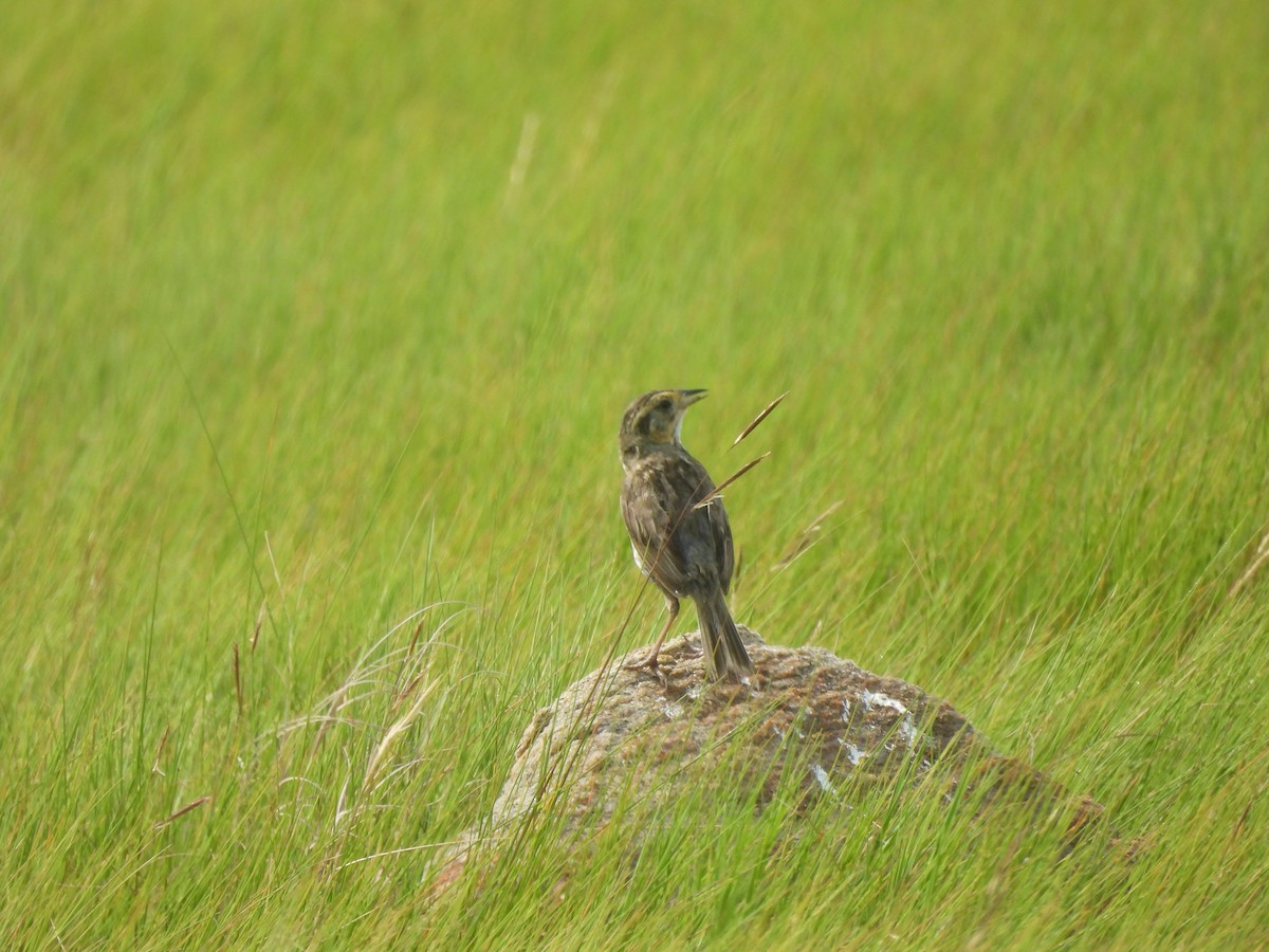 Saltmarsh Sparrow - ML622105049