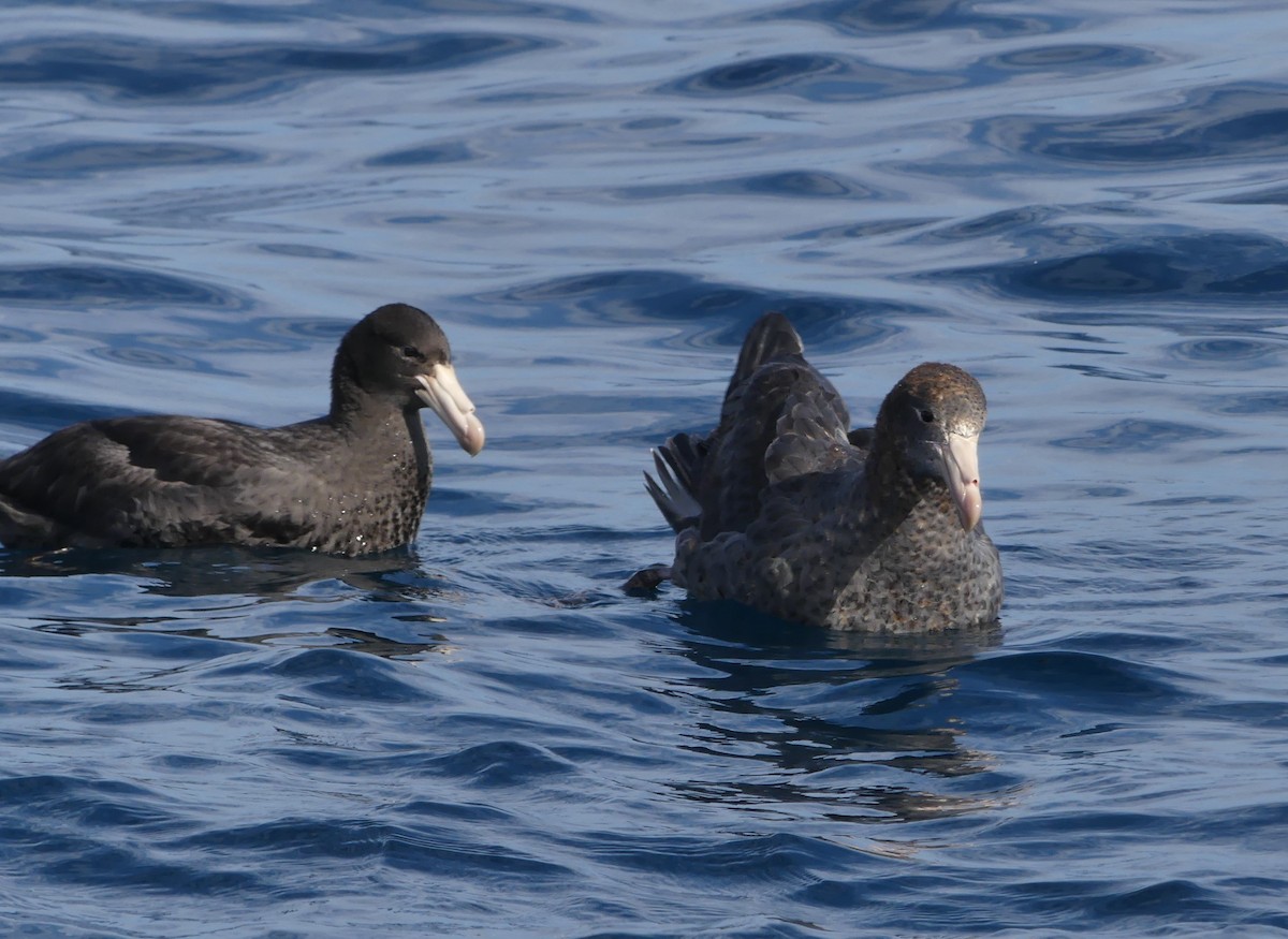 Northern Giant-Petrel - ML622105051