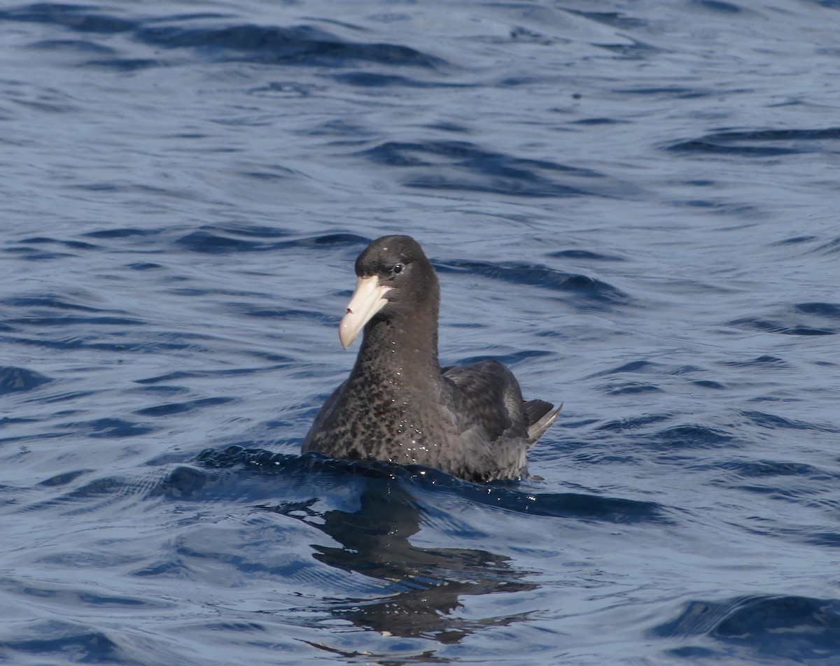 Northern Giant-Petrel - ML622105052