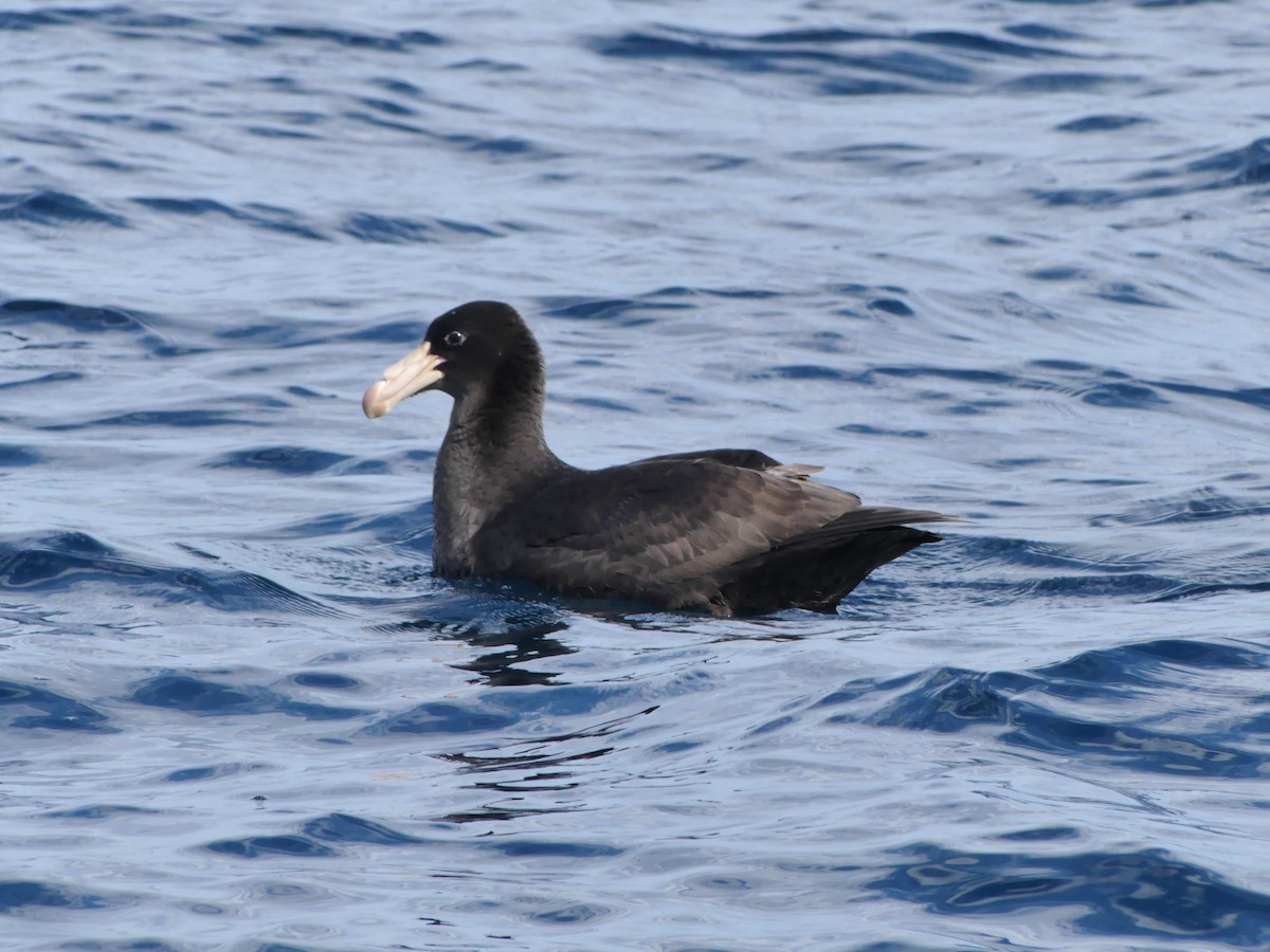 Northern Giant-Petrel - ML622105053