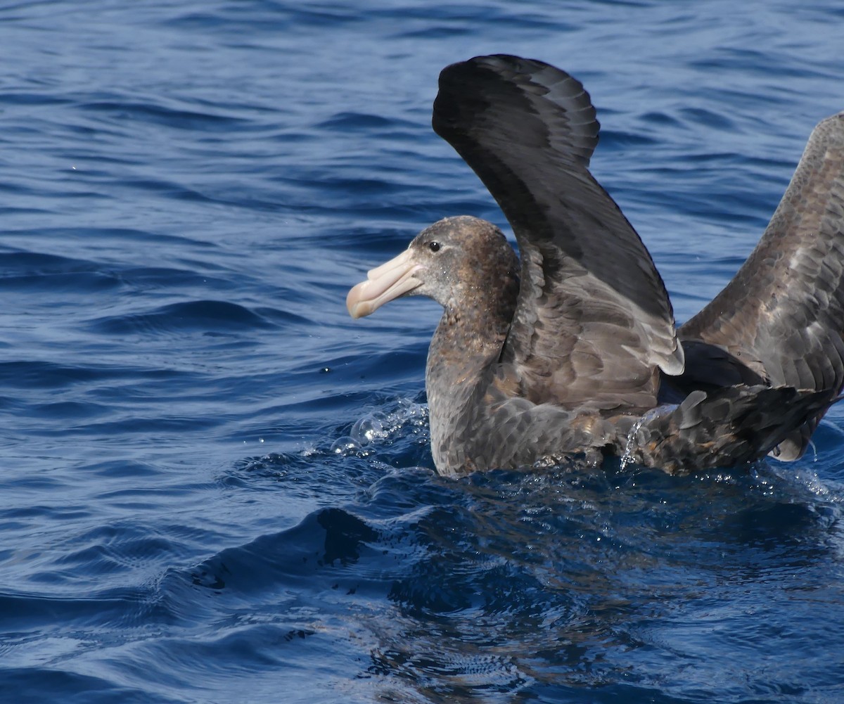 Northern Giant-Petrel - ML622105054