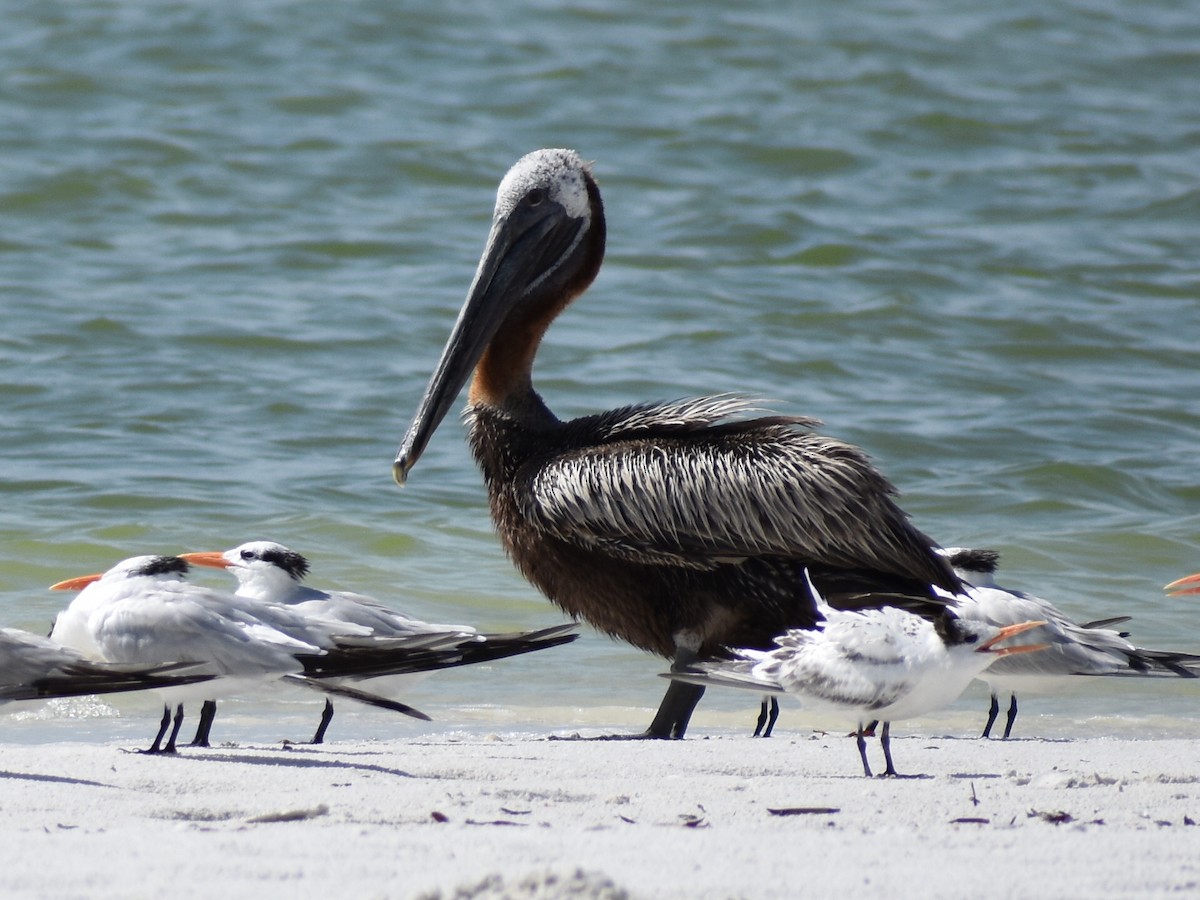 Brown Pelican - ML622105057