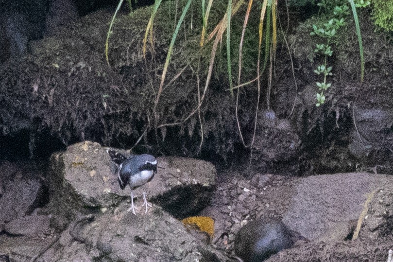 Slaty-backed Forktail - ML622105062