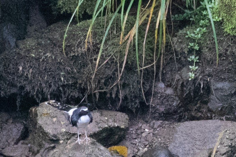 Slaty-backed Forktail - ML622105065