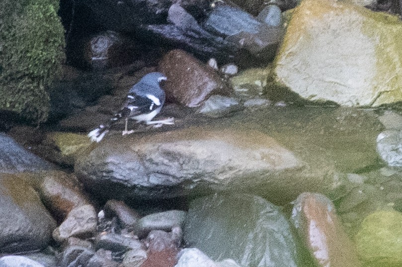 Slaty-backed Forktail - ML622105068