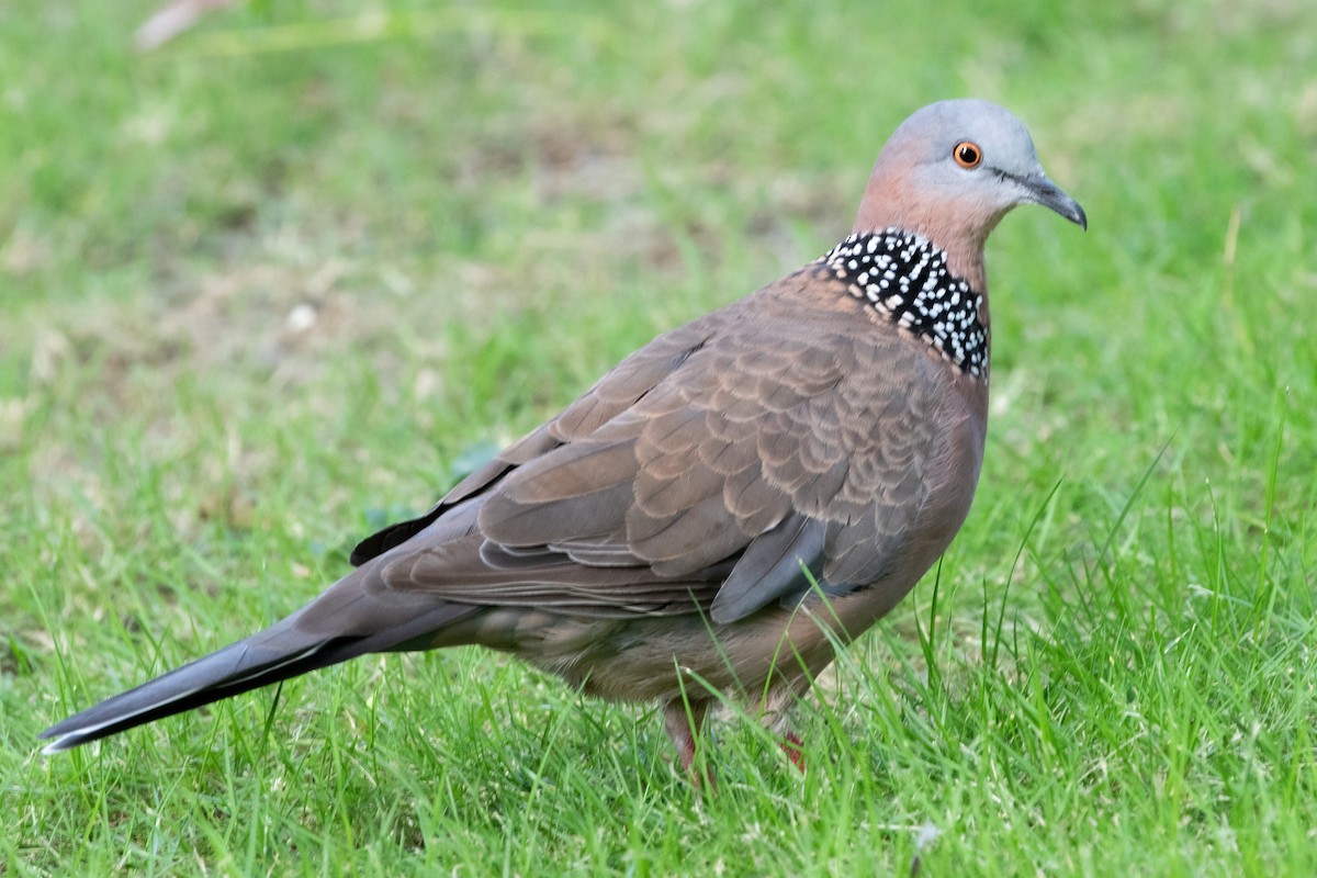 Spotted Dove - ML622105088