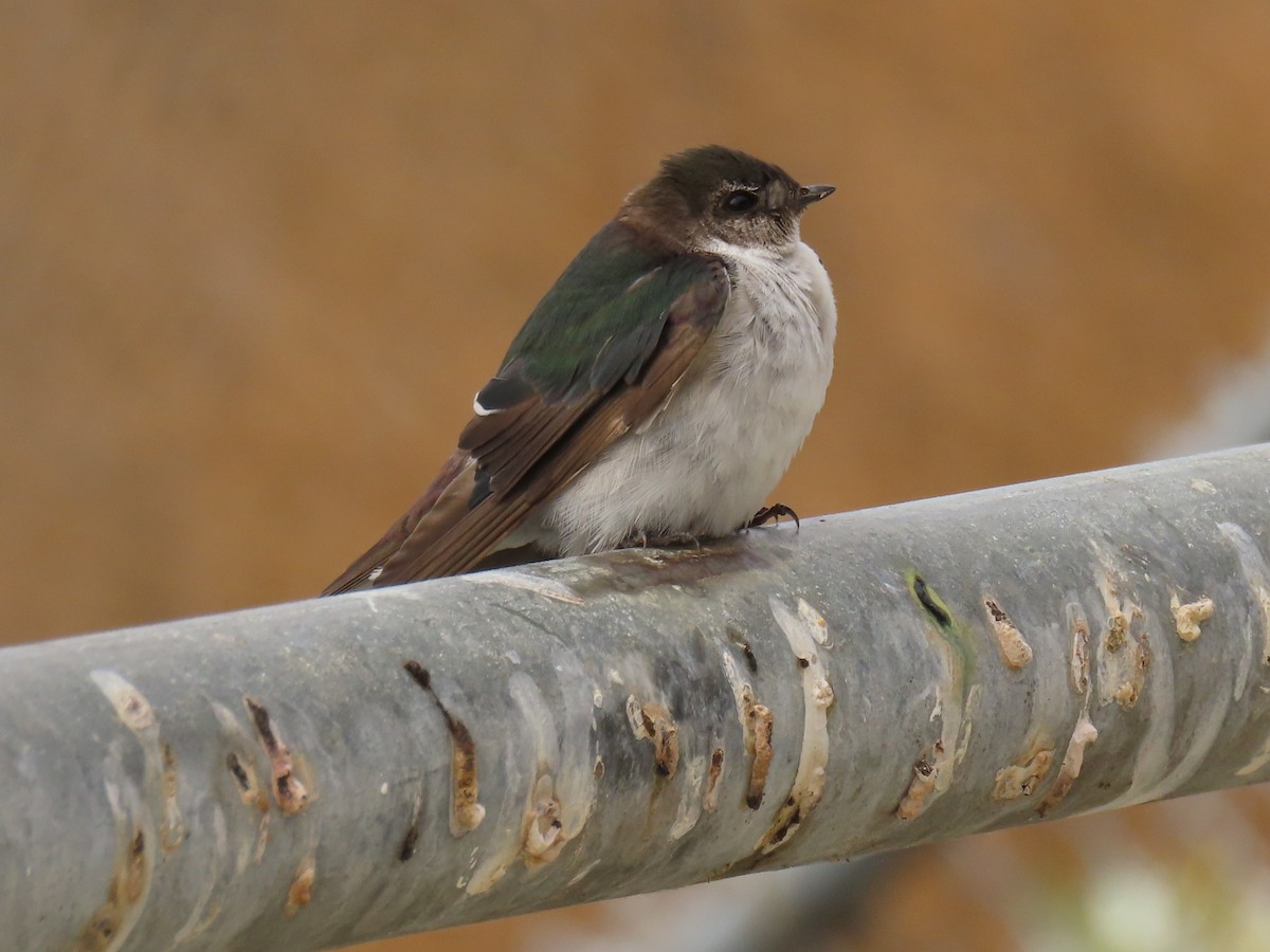 Violet-green Swallow - ML622105096