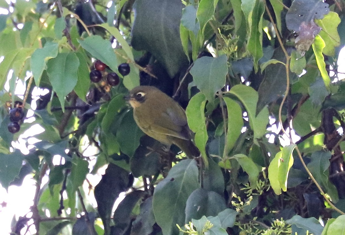 Common Chlorospingus (Southwest Mexico) - Joelle Finley