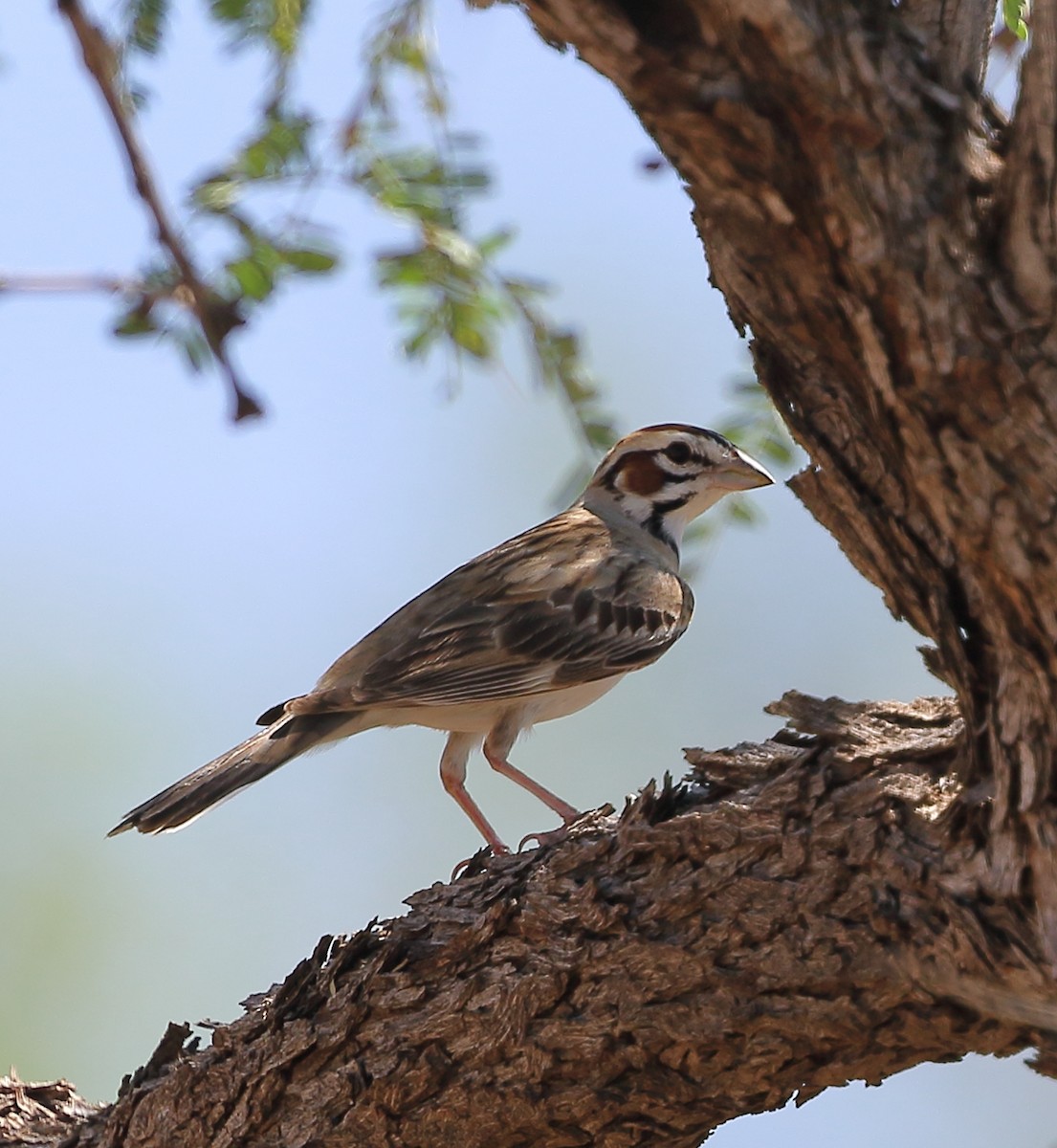 Lark Sparrow - ML622105147