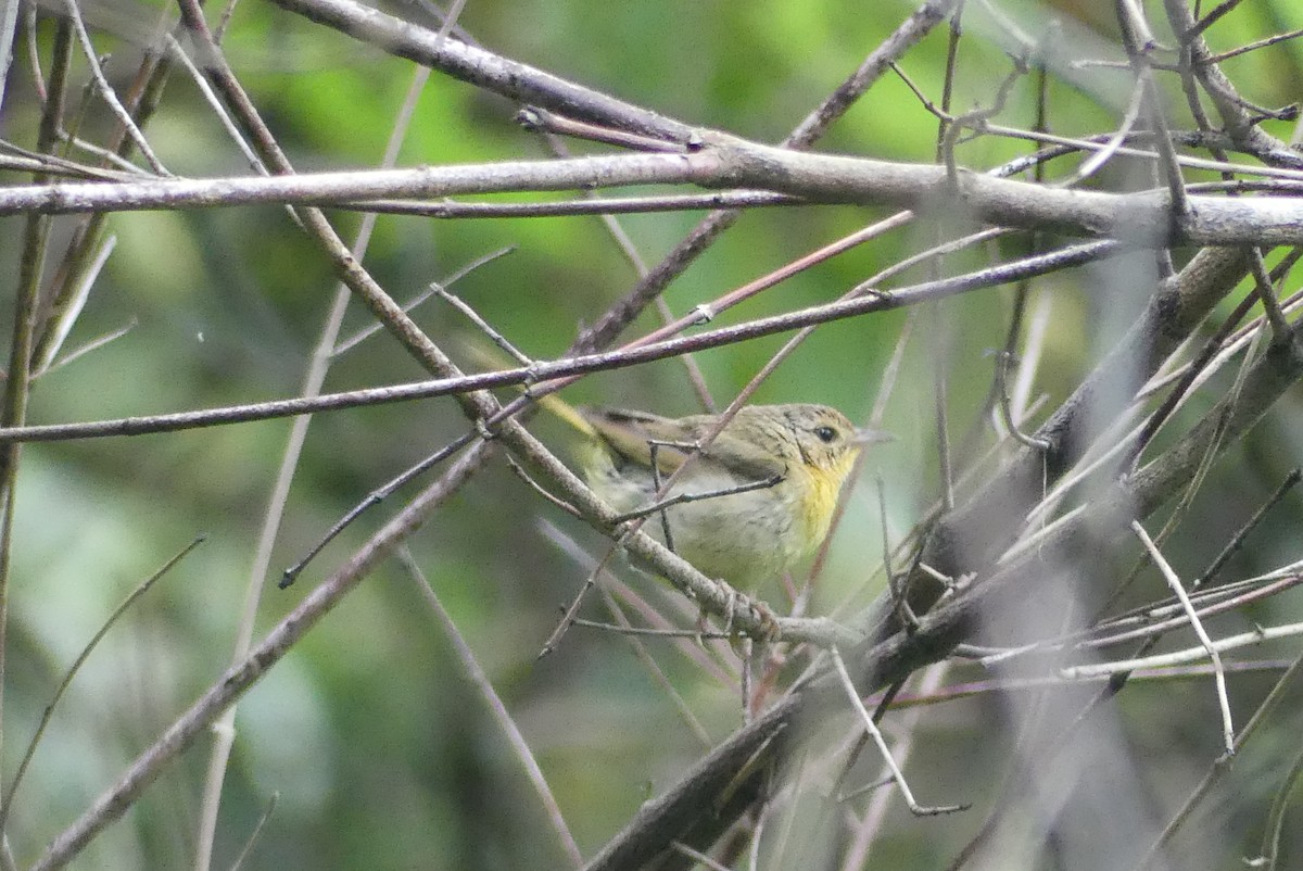 Common Yellowthroat - ML622105193