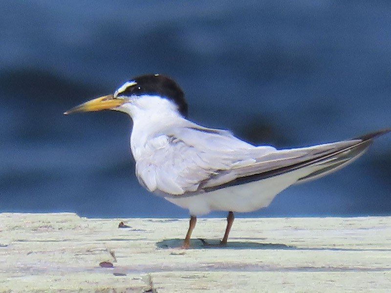 Least Tern - ML622105213