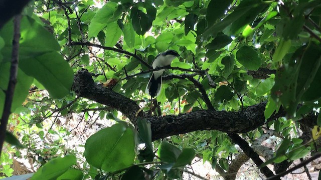 Loggerhead Shrike - ML622105259