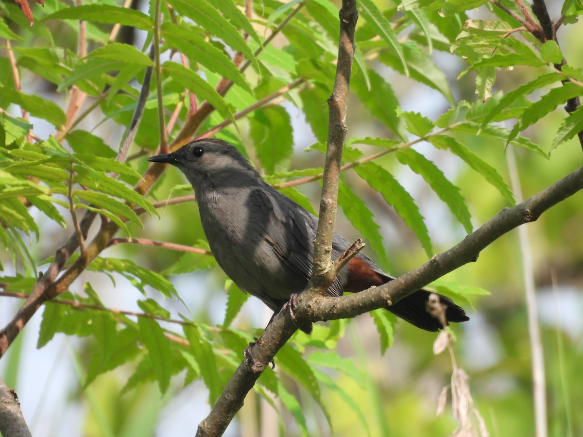 Gray Catbird - ML622105274