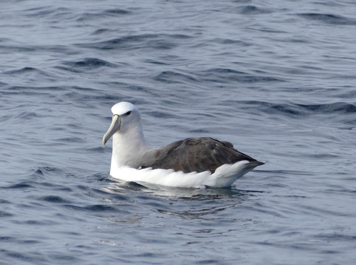 Salvin's Albatross - ML622105278