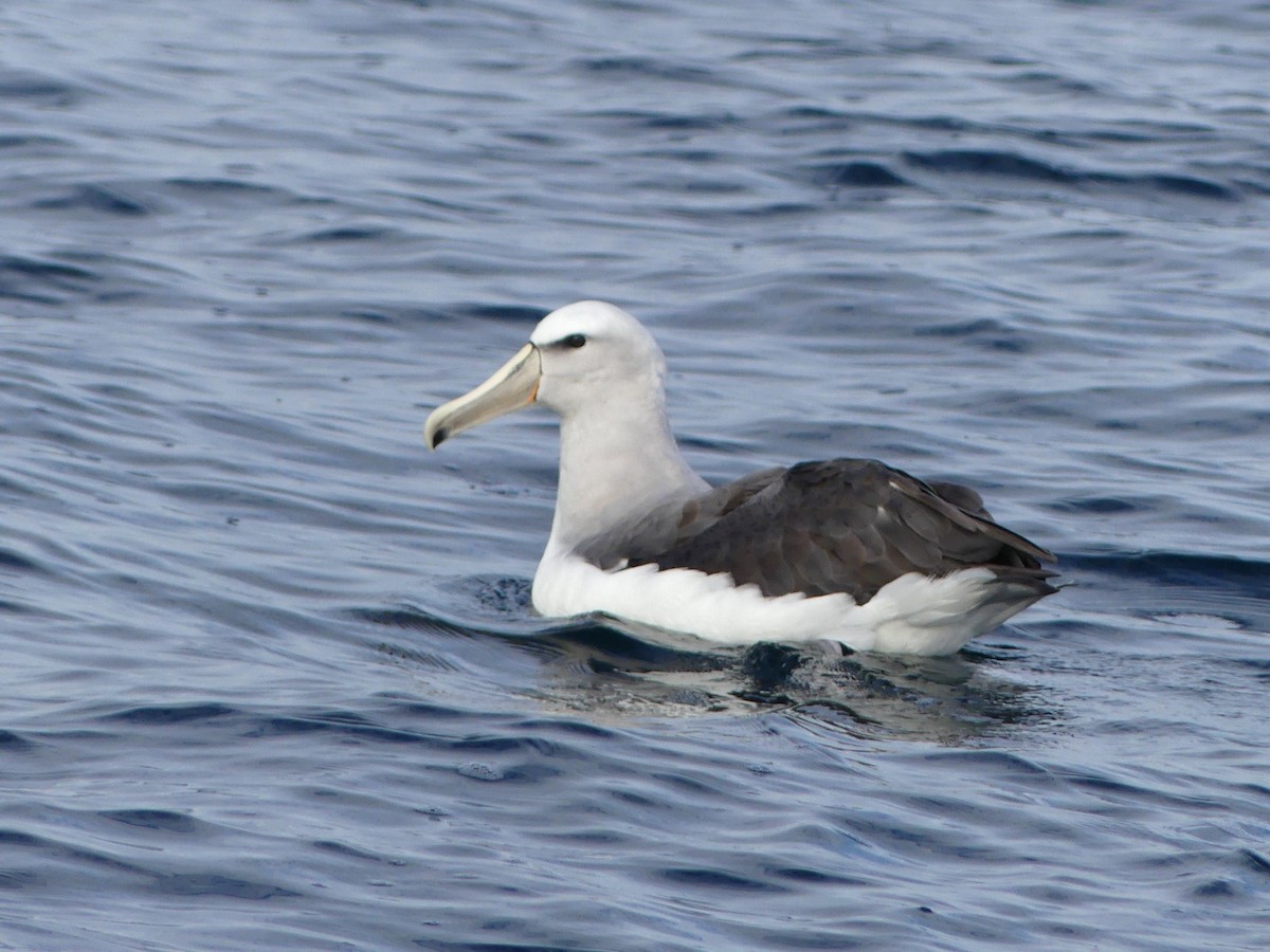 Salvin's Albatross - ML622105279