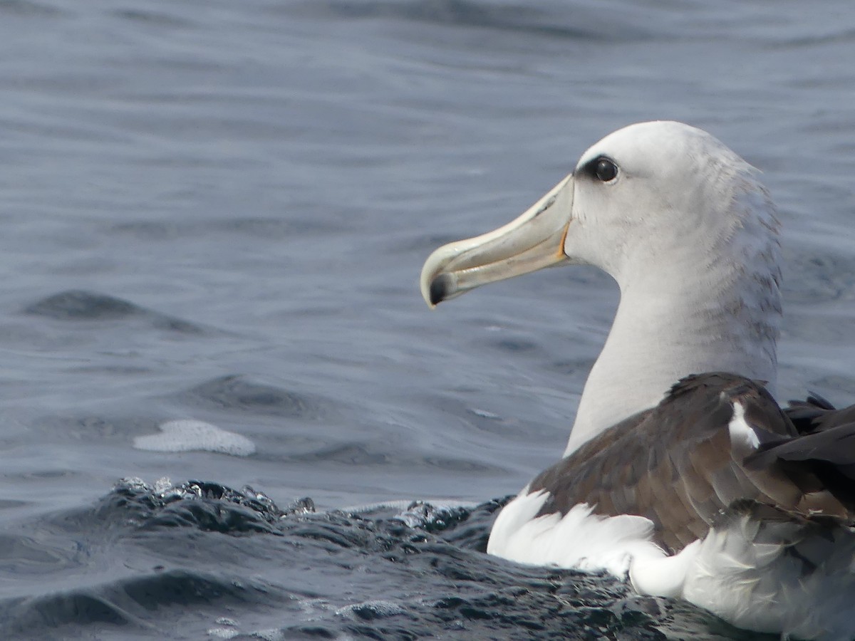 Salvin's Albatross - ML622105280