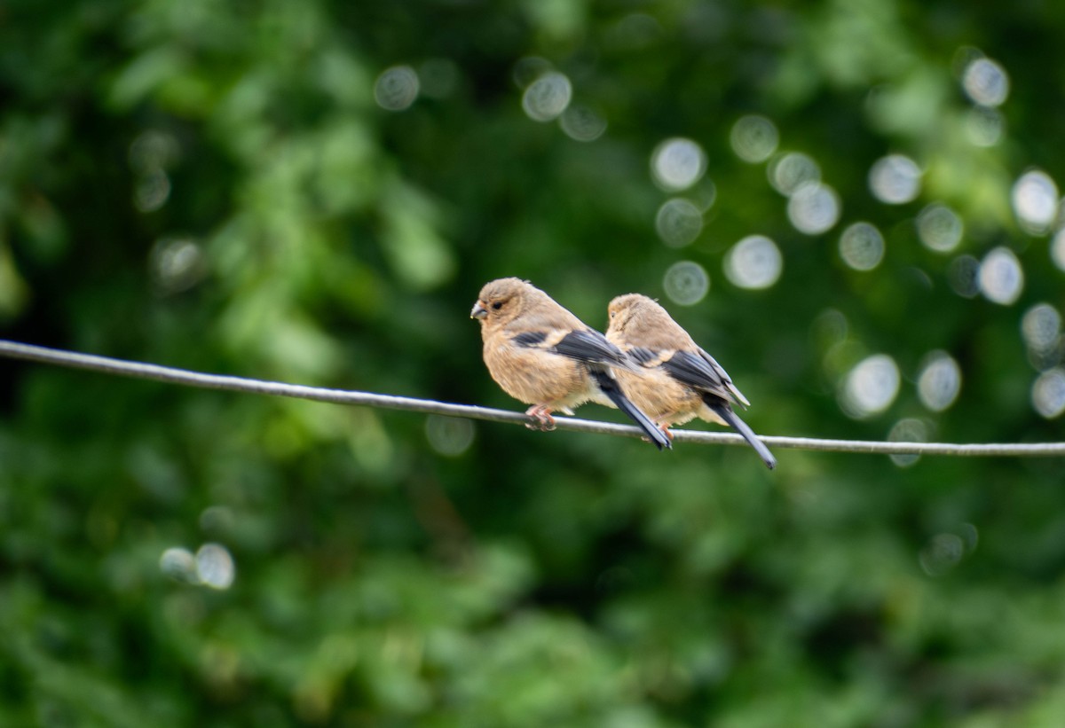 Eurasian Bullfinch - ML622105281