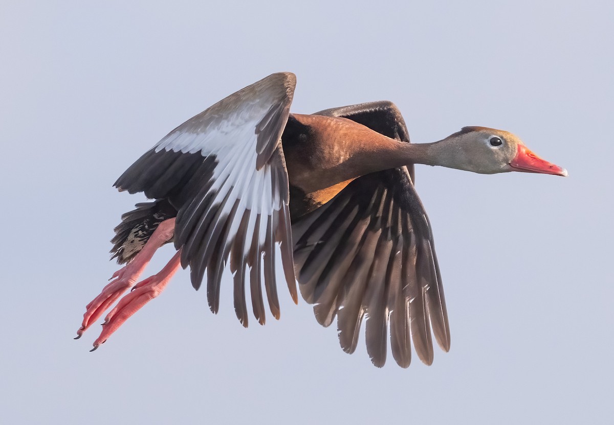 Black-bellied Whistling-Duck - ML622105285