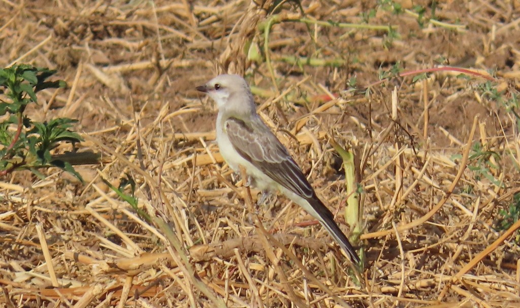 new world flycatcher sp. - ML622105286